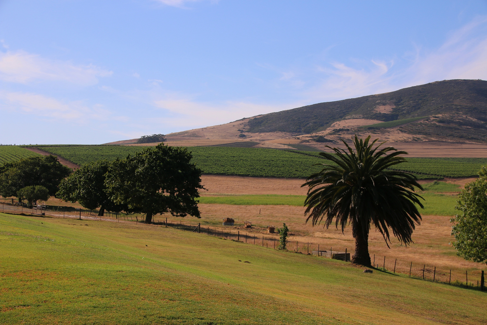 Winelands, östlich von Kapstadt.