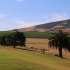 Winelands, östlich von Kapstadt.