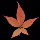 wine_leaf