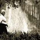 Winery worker (bw version)