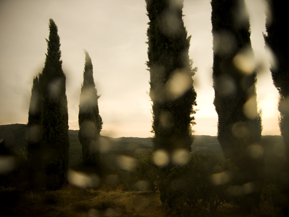 Wineyard in Chianti.