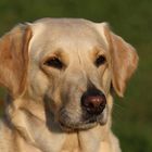 User Profile Photo
