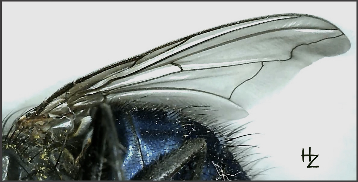 wing of a house fly