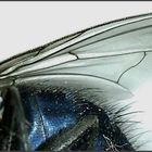 wing of a house fly