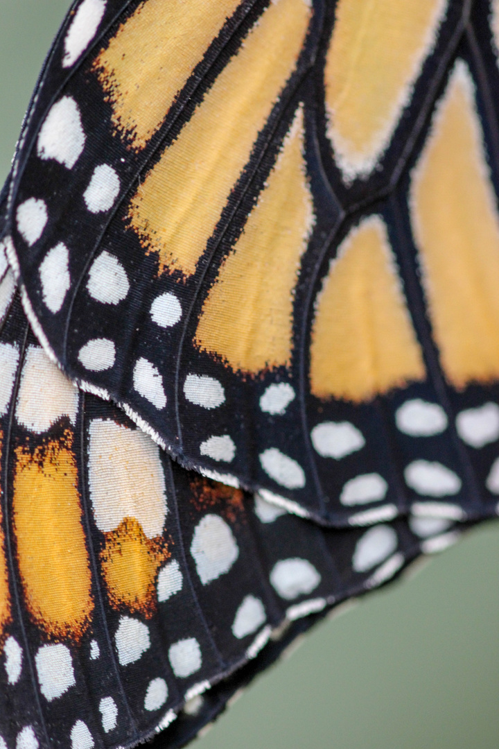 Wing of a Monarch (Danaus plexippus)