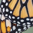 Wing of a Monarch (Danaus plexippus)
