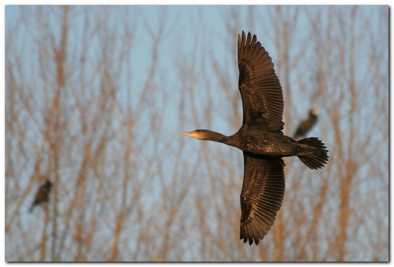 Wing opening