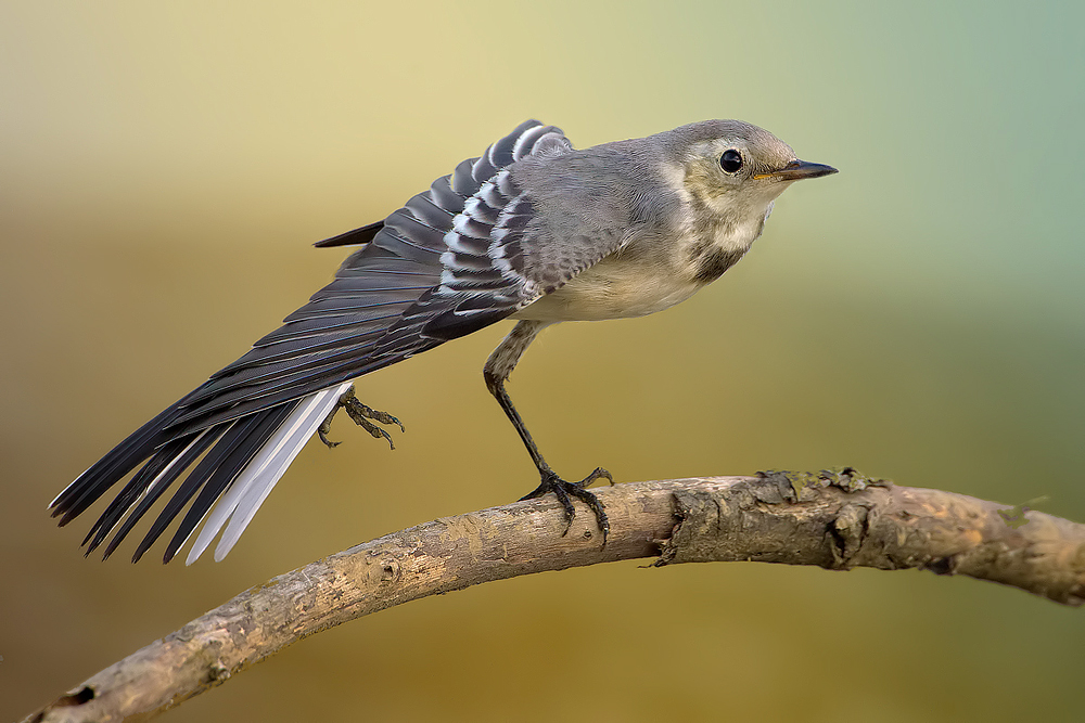 Wing stretchin'