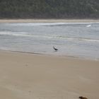 Wingan Strand mit Heron (Reiher)