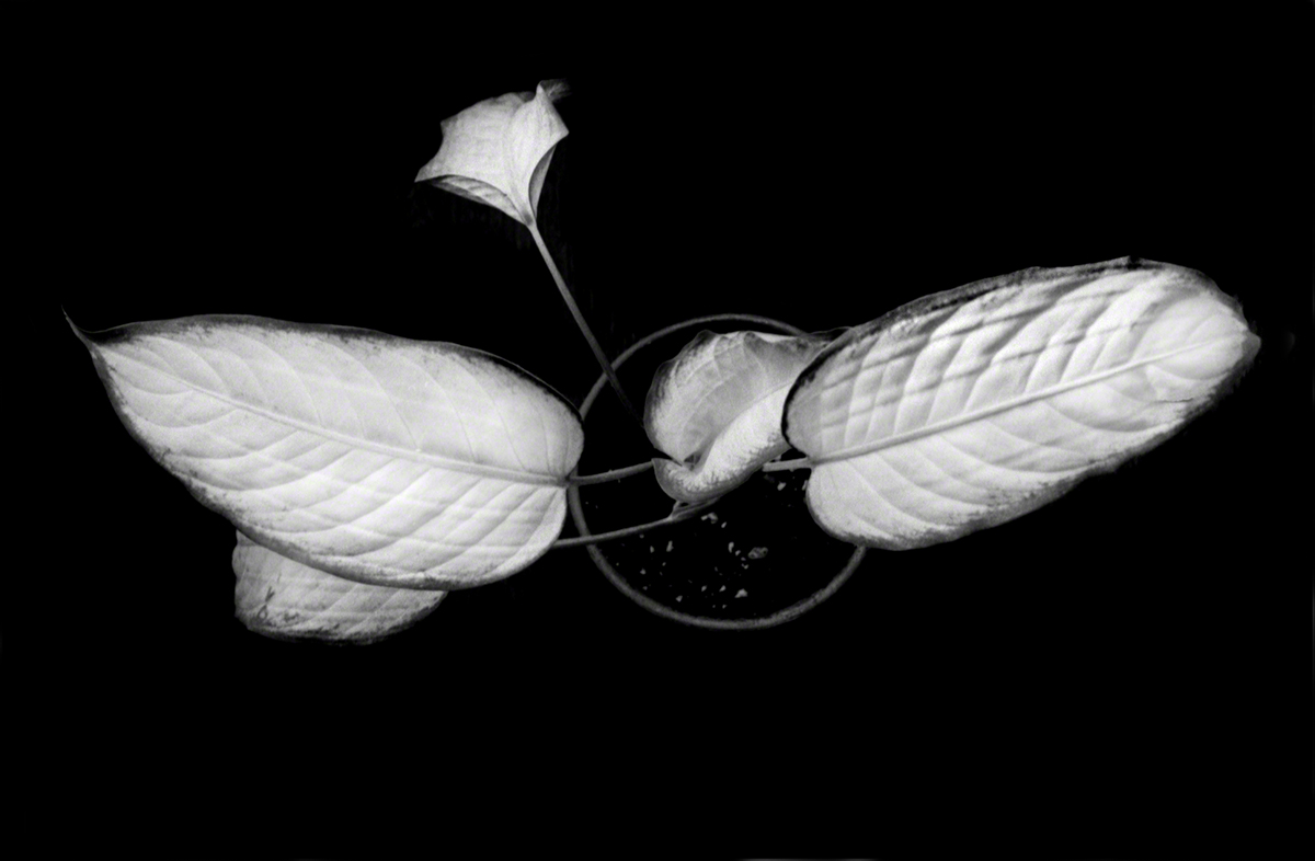 Winged Plant