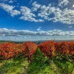 Wingert im Herbst