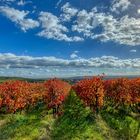 Wingert im Herbst