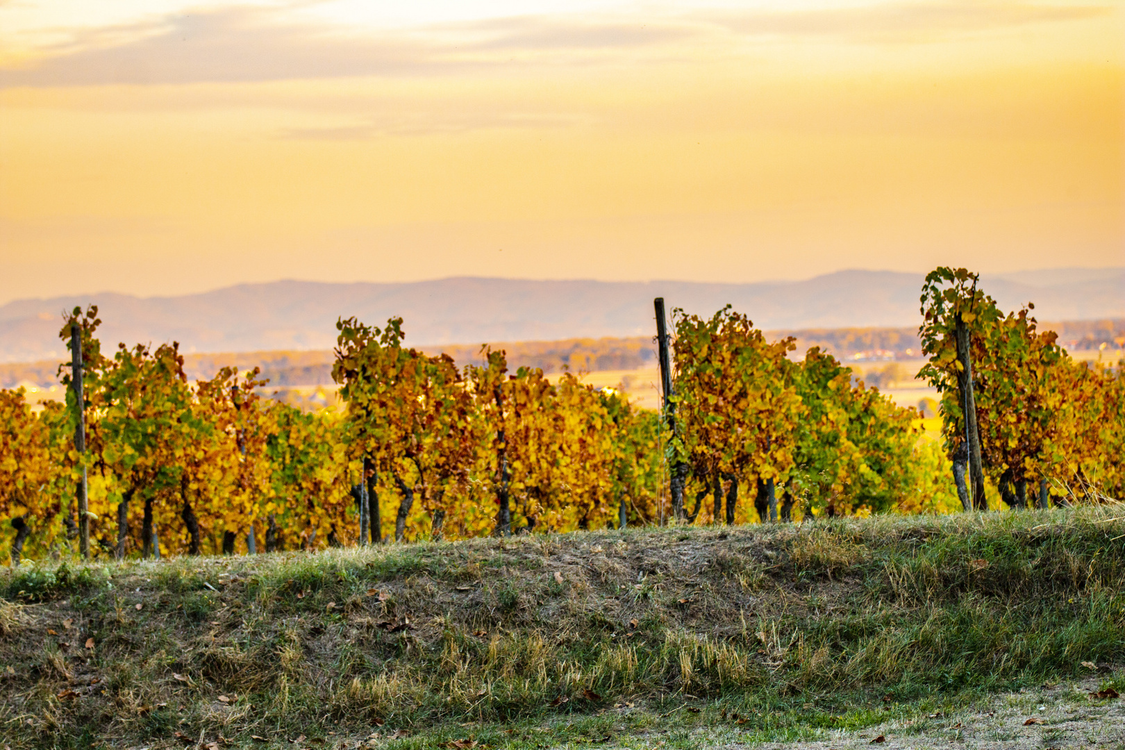 Wingert im Herbst