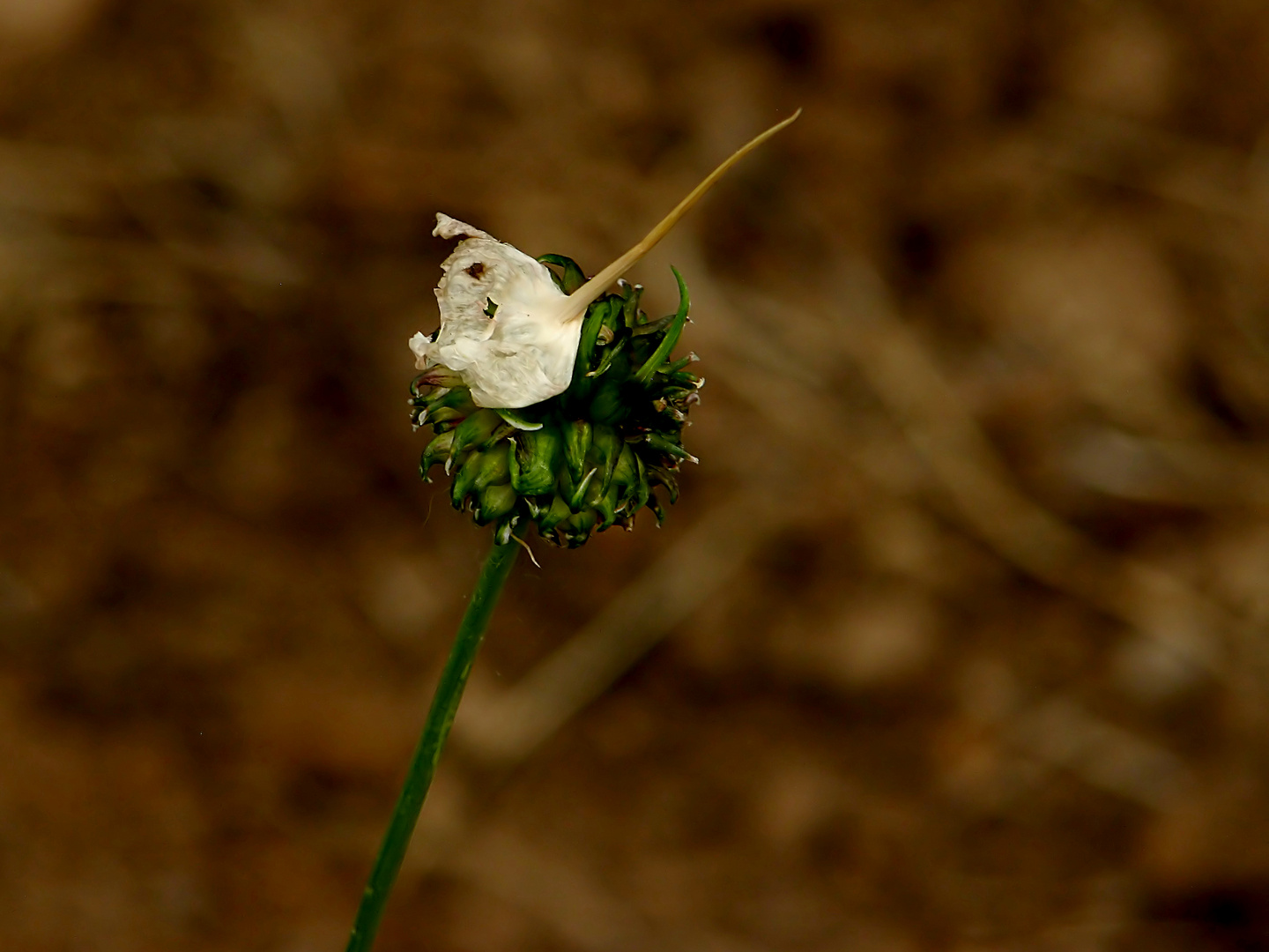 Wingertsknoblauch