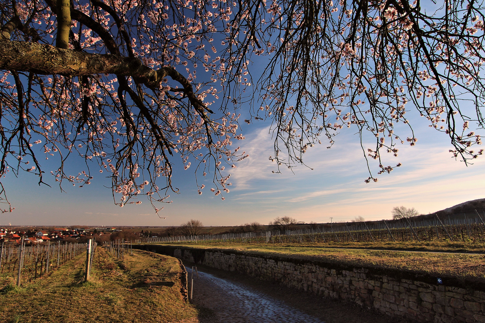 Wingertsweg im Frühlingsrausch