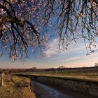 Wingertsweg im Frühlingsrausch