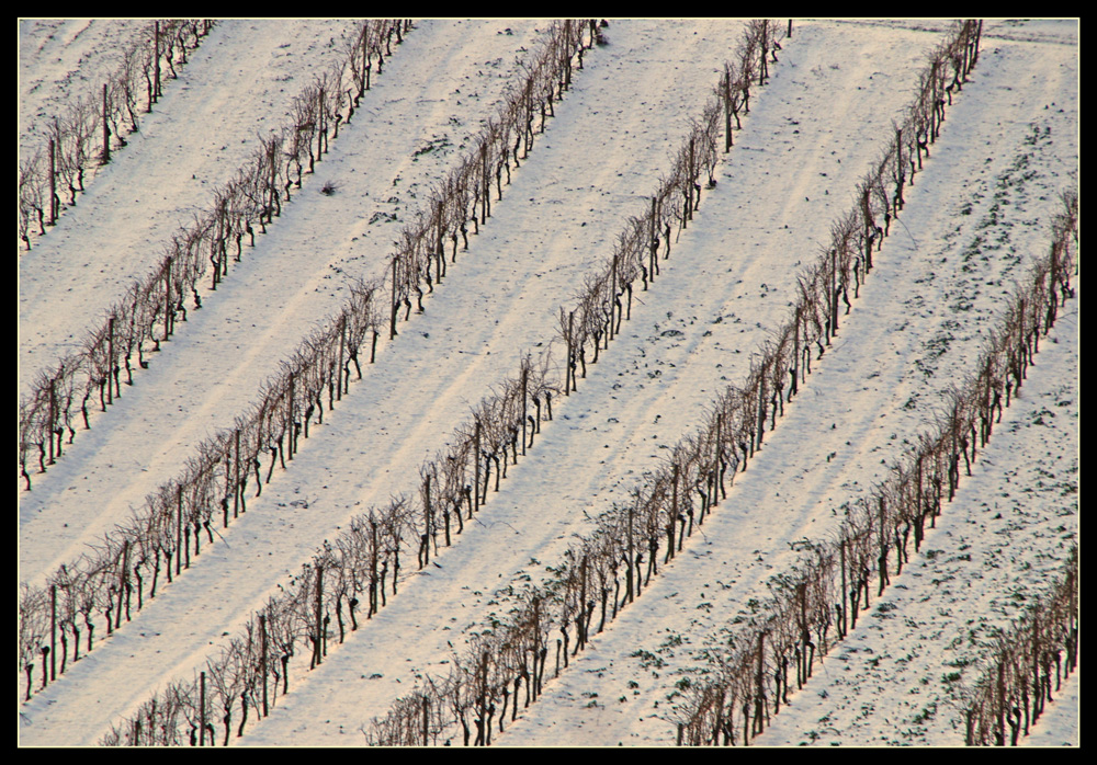 Wingertwinter