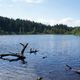 Wingfllweiher, Schwarzwald