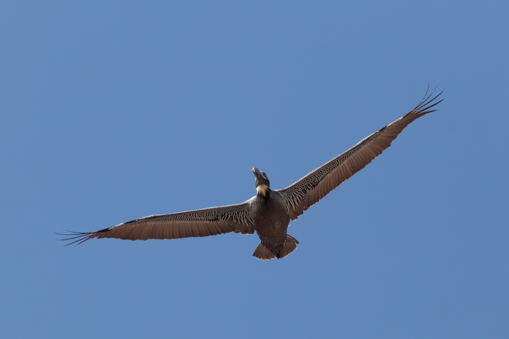 Winglets