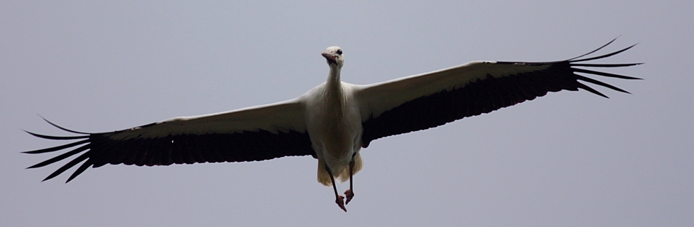 Winglets