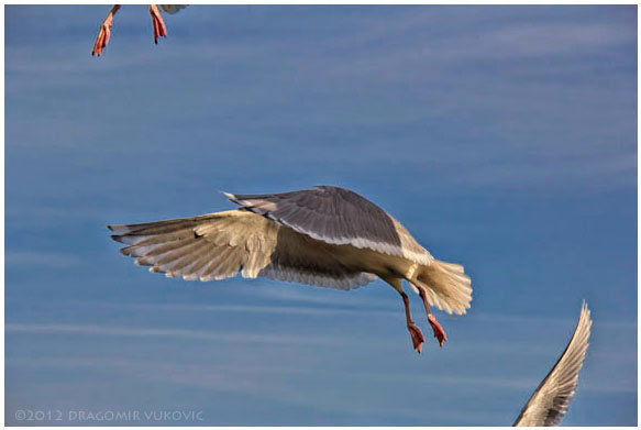 Wings And Feet