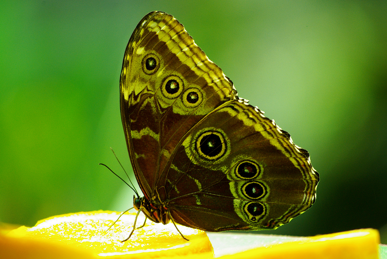 Wings-closed-blue-morpho-butterfly