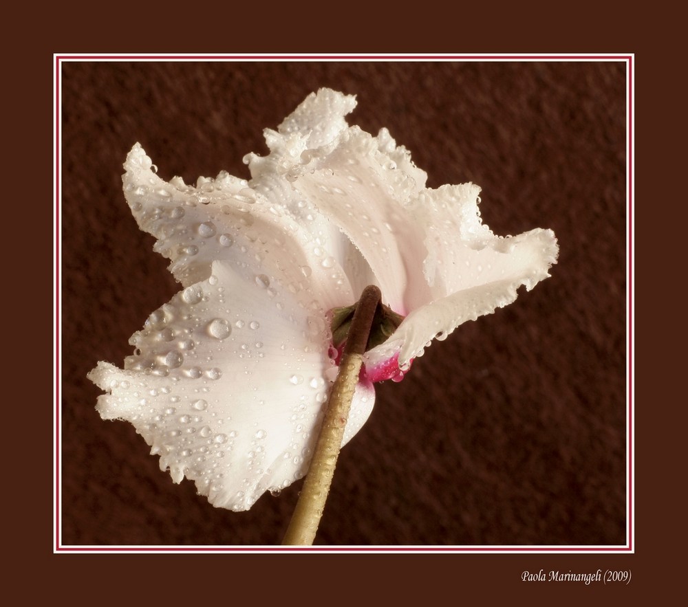 Wings (Cyclamen flower)