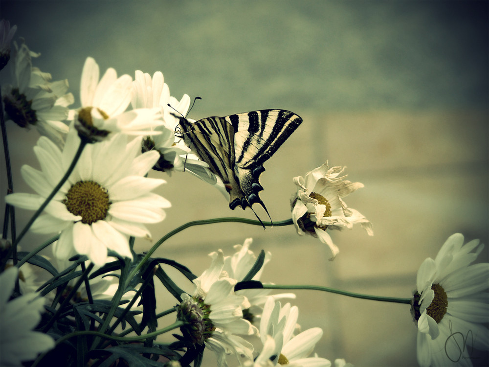 wings of a butterfly