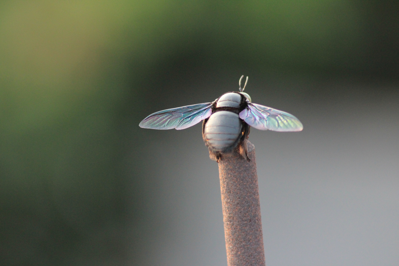 Wings of Bee