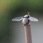 Wings of Bee