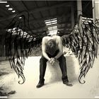 Wings of Desperate