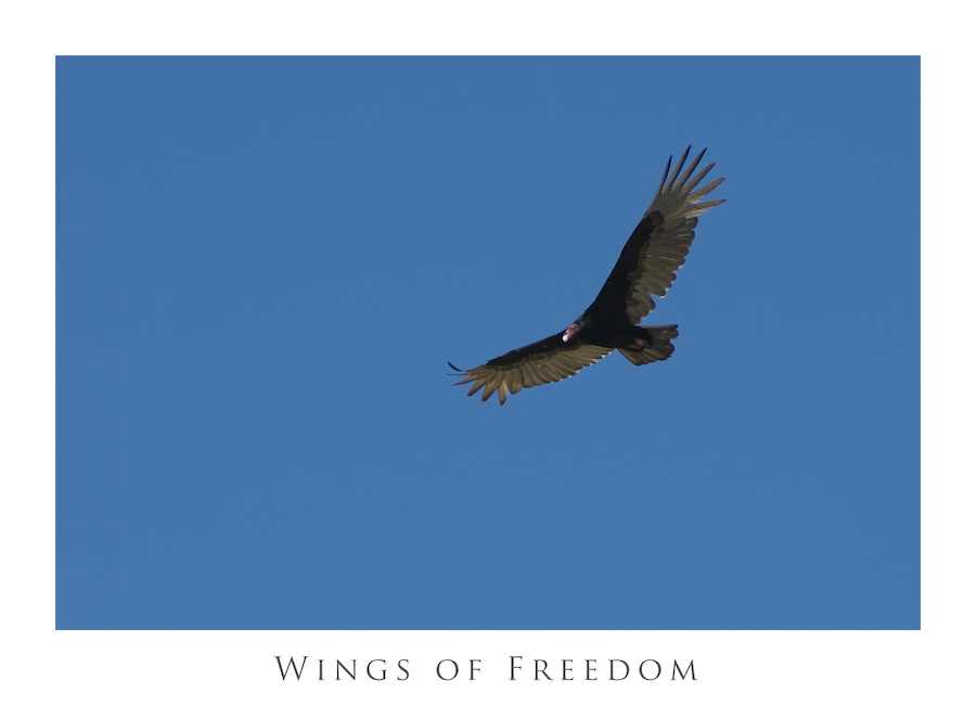 Wings of freedom