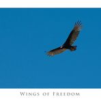 Wings of freedom