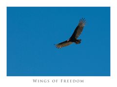 Wings of freedom