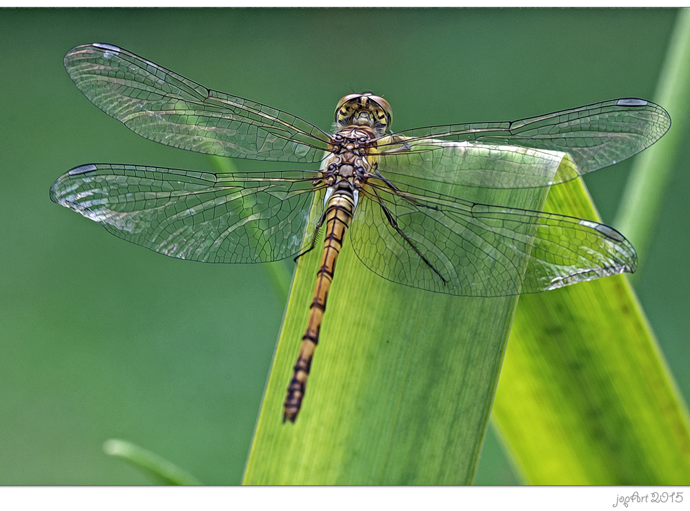 Wings of Glass...