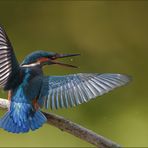 [ wings of kingfishers ~6 ]