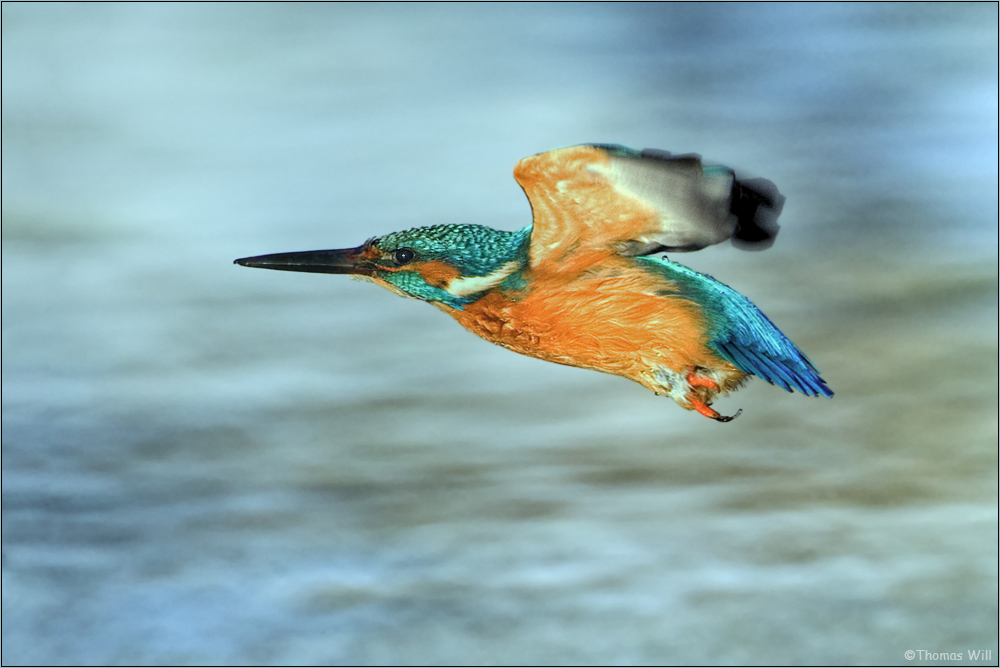 [ wings of kingfishers ~9 ]