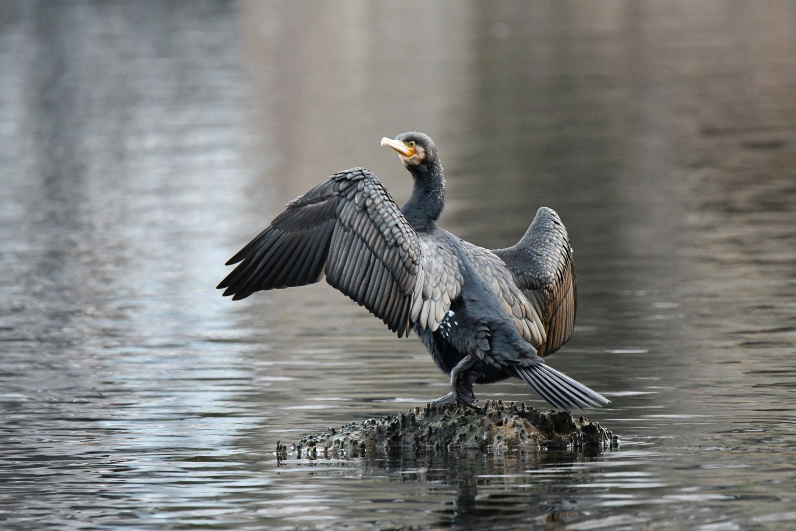 Wings of Kormoran