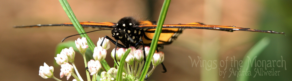 Wings of the Monarch