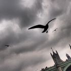 Wings over London