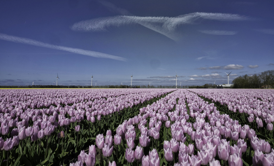 Wings over Tulips