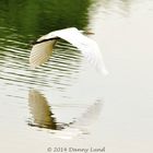 Wings Reflected