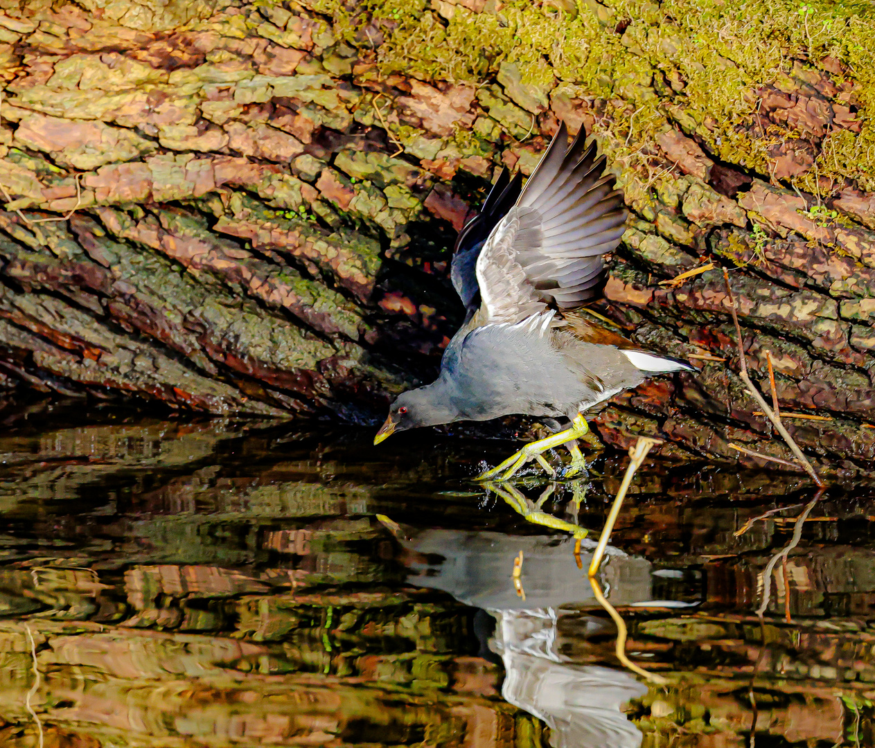 Wingsurfer