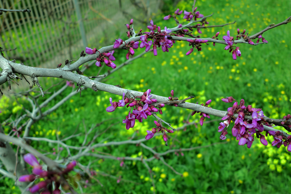 Wink des Frühlings / Cenno della primavera (4)