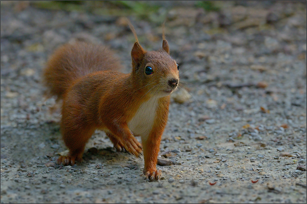 Winke - Hörnchen