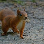 Hörnchen - Wald