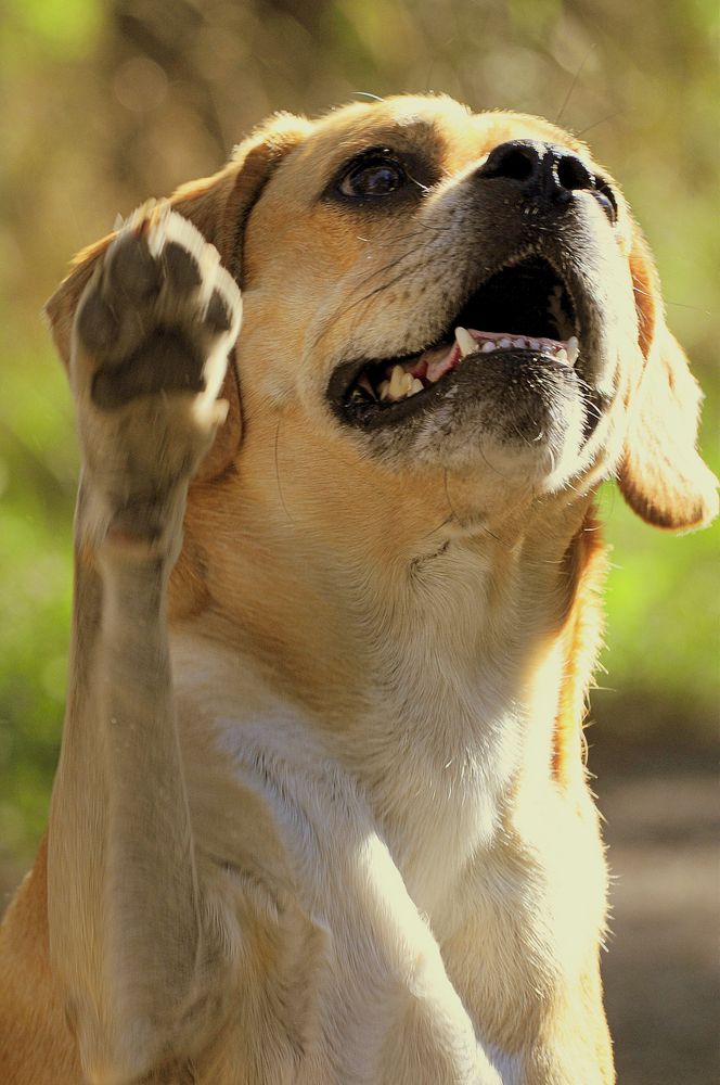 Winke, Winke..... Foto & Bild | tiere, haustiere, hunde Bilder auf