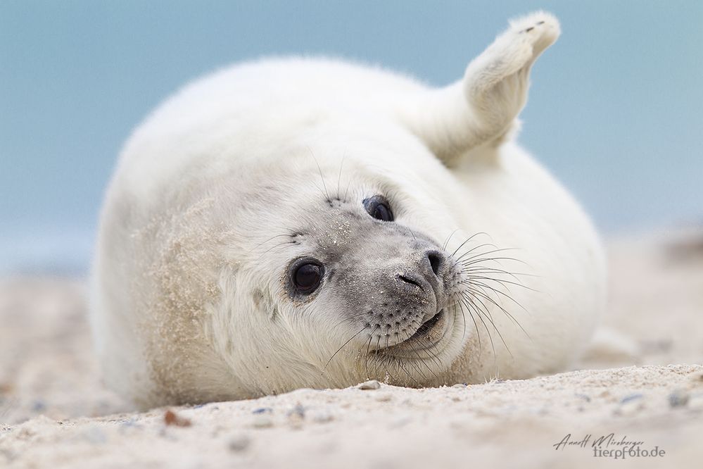 winke winke Foto & Bild | tiere, wildlife, säugetiere Bilder auf