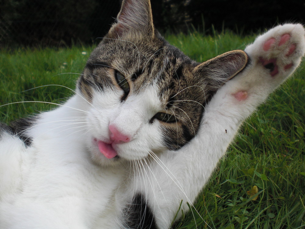 Winke Winke Foto & Bild tiere, haustiere, katzen Bilder auf