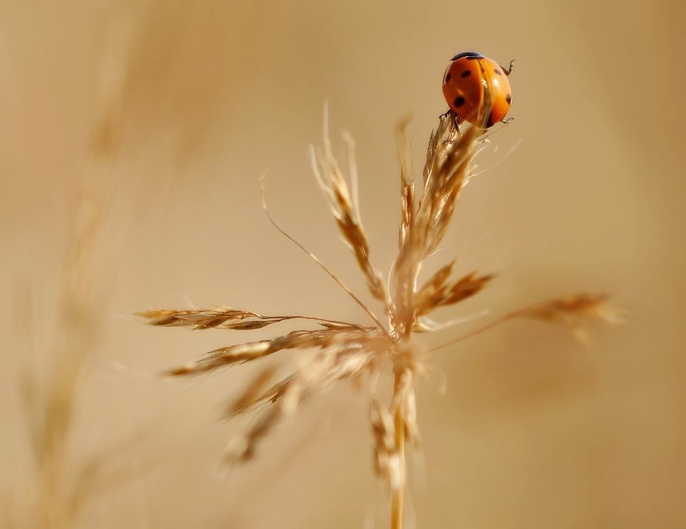 winke-winke von Makrobine 